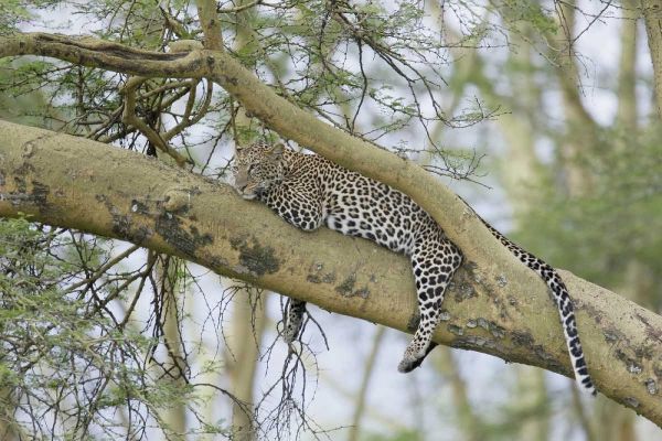 Kenya, Nakuru NP Leopard relaxing in tree